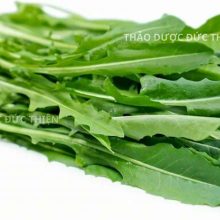 Bồ công anh hàng Việt Nam thu hái lá cây tươi làm dược liệu
