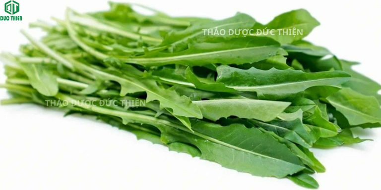 Bồ công anh hàng Việt Nam thu hái lá cây tươi làm dược liệu