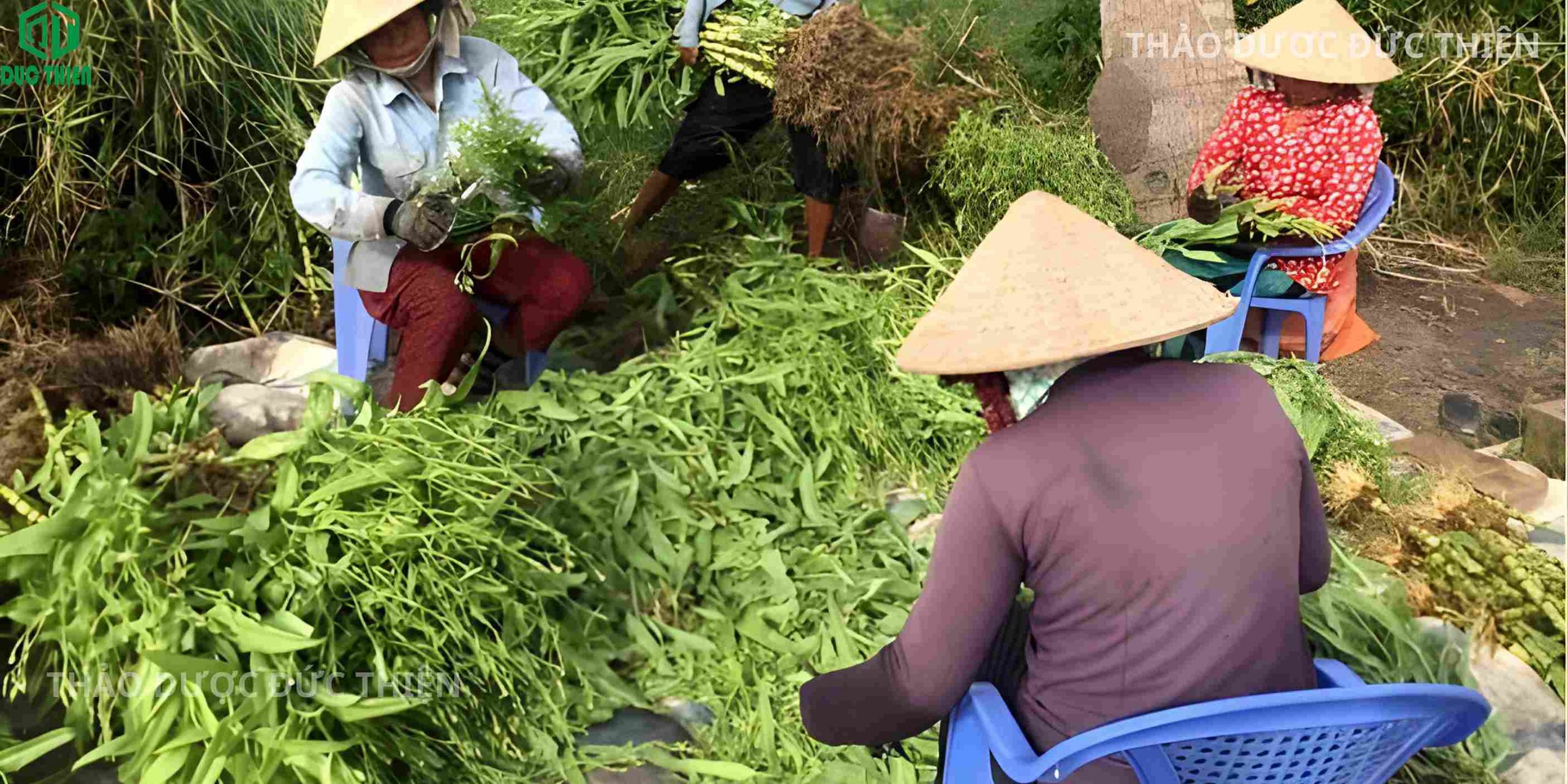 Hình ảnh người dân thu hái cây bồ công anh Việt Nam (loại thân cao) tự nhiên ngoài đồng