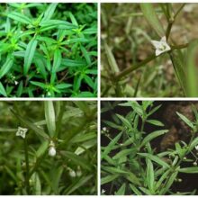 Bộ đôi bài thuốc bạch hoa xà thiệt thảo và bán chi liên giúp ức chế sự phát triển của tế bào lạ