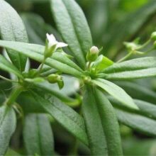 Hình ảnh cây bạch hoa xà thiệt thảo tươi ngoài tự nhiên với đặc điểm lá thuôn dài như lưỡi rắn