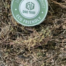 Rễ cây bạch hoa xà (lài đuôi công) thái lát dùng để ngâm rượu xoa bóp trị đau nhức xương khớp