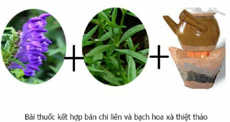 Bộ đôi bài thuốc bạch hoa xà thiệt thảo và bán chi liên giúp ức chế sự phát triển của tế bào lạ