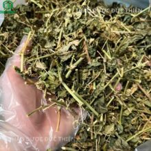 Cận cảnh dược liệu lạc tiên khô trên tay: Hàng sạch, thân dây và lá nguyên vẹn, không lẫn cỏ dại hay tạp chất