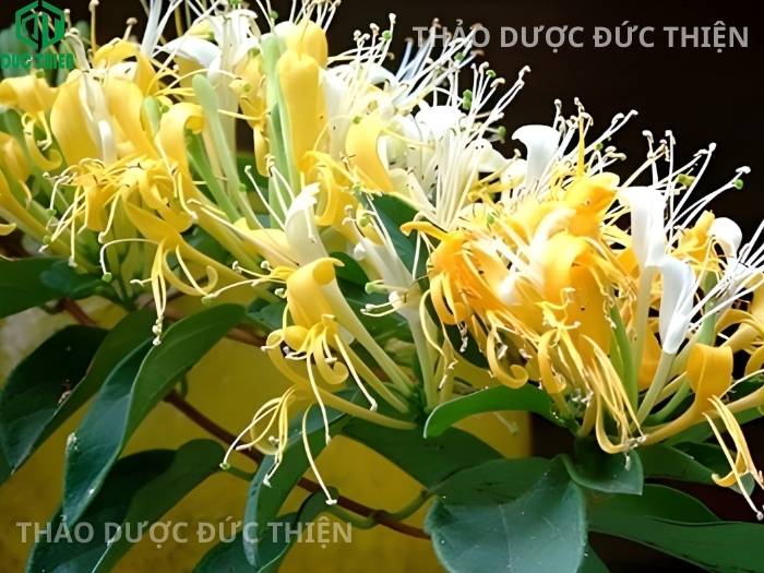 Cây kim ngân dạng dây leo mọc tự nhiên là thảo dược quý được thu hái làm thuốc trị bệnh