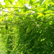 Giàn khổ qua rừng (mướp đắng rừng) tự nhiên sai trĩu quả tại vùng trồng dược liệu sạch