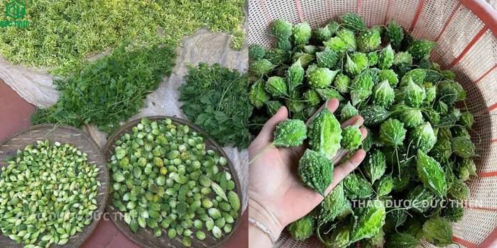 Thu hoạch khổ qua rừng tươi tự nhiên tại vùng dược liệu sạch đảm bảo không hóa chất bảo quản