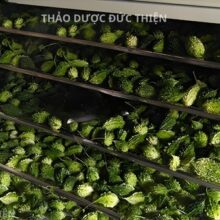 Quy trình sấy lạnh khổ qua rừng giữ nguyên màu xanh và dược tính hỗ trợ điều trị tiểu đường