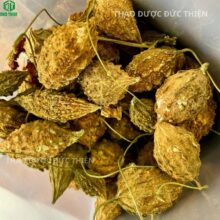 Cận cảnh trái khổ qua rừng sấy khô gai nhọn chuẩn hàng rừng tự nhiên không chất bảo quản