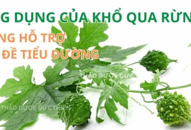 Khổ Qua Rừng (Mướp Đắng Rừng): Tác Dụng, Cách Dùng Khô & Lưu Ý Quan Trọng