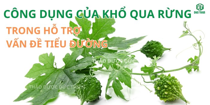 Tổng hợp công dụng của khổ qua rừng trong việc hỗ trợ điều trị bệnh tiểu đường và ổn định huyết áp