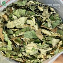 Cận cảnh kết cấu lá sen khô giòn, không vụn nát, giữ nguyên dược tính
