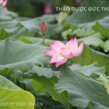 Nguồn nguyên liệu lá sen tươi tự nhiên tại đầm dùng để sản xuất lá sen khô