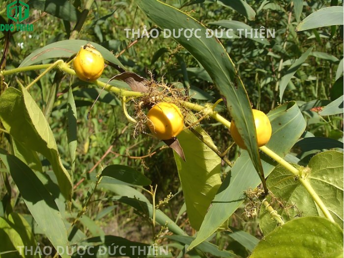 Cây lạc tiên mọc tự nhiên có đặc điểm quả được bao bọc bởi màng lưới
