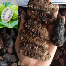 Phân biệt hình ảnh trái nhàu tươi và trái nhàu khô