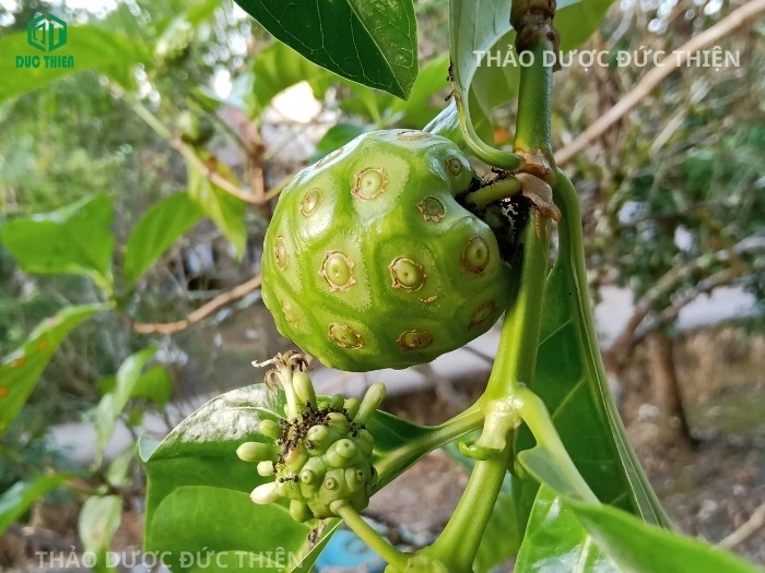 Hình ảnh cây và trái nhàu tươi tự nhiên chưa qua chế biến