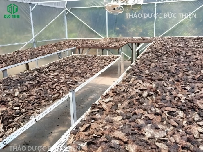 Quy trình phơi sấy trái nhàu khô trong nhà kính hiện đại tại Đức Thiện