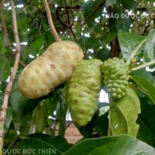 Chùm trái nhàu tươi chín già dùng để sản xuất trái nhàu khô