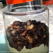 Bình rượu ngâm trái nhàu khô hỗ trợ đau nhức xương khớp