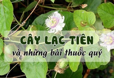 Bất Ngờ Với Dây Lạc Tiên: Bí Quyết Tìm Lại Giấc Ngủ Sâu Tự Nhiên Từ Thảo Mộc Quen Thuộc