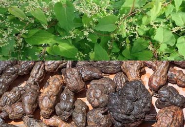 Hà Thủ Ô Trắng Và Hà Thủ Ô Đỏ: Phân Biệt Và Tác Dụng Như Thế Nào?