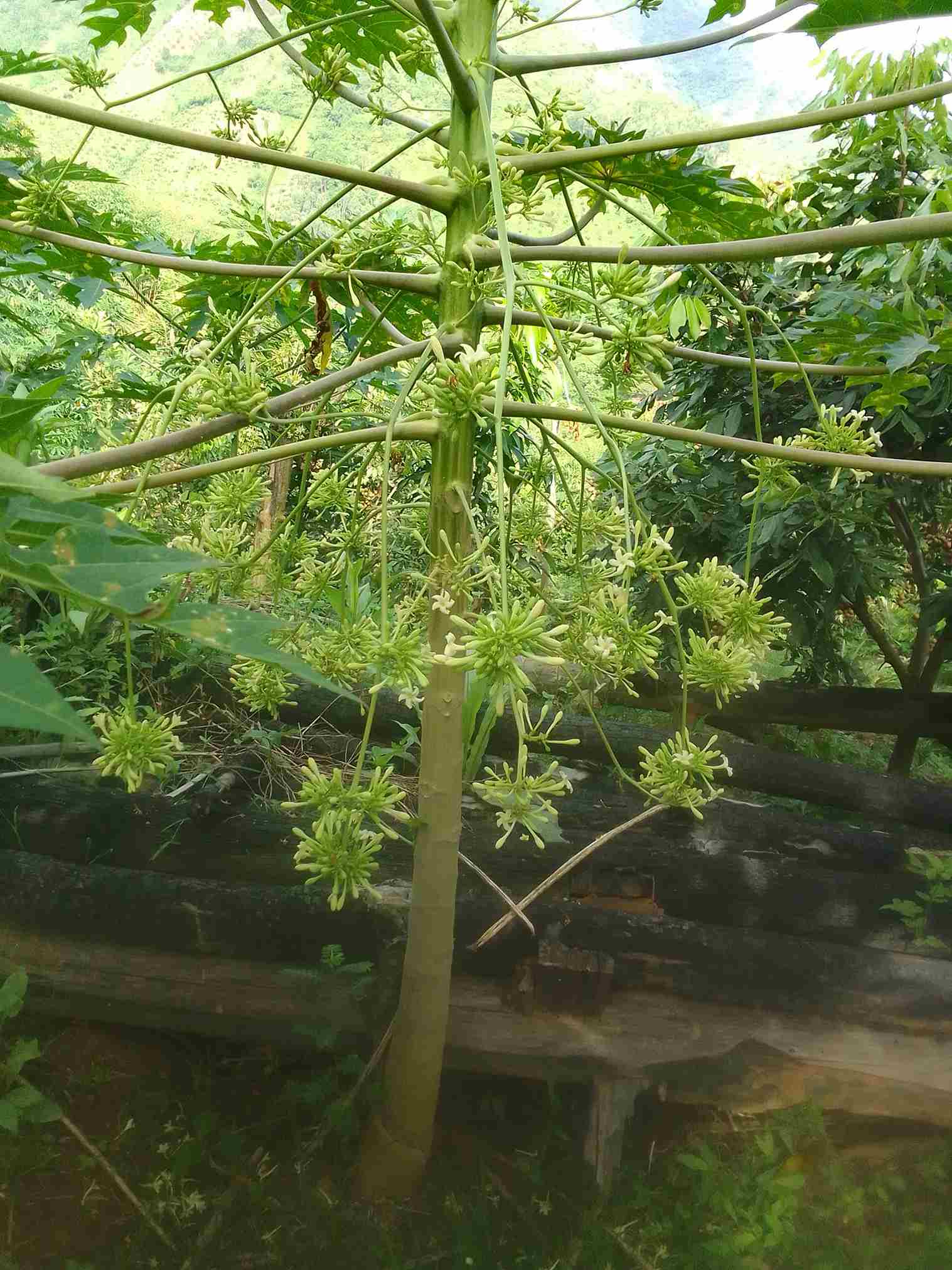 Cây tươi xanh hoa đu đủ đực ngoài trời