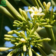 Cận cảnh đặc điểm nhận dạng hoa đu đủ đực: cuống dài, hoa nhỏ, mọc thành chùm