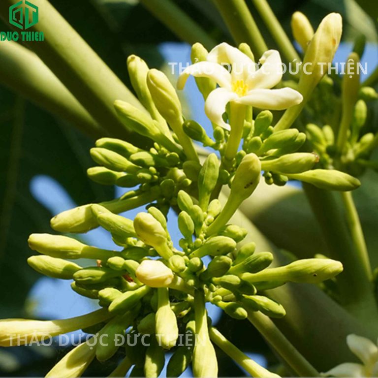 Cận cảnh đặc điểm nhận dạng hoa đu đủ đực: cuống dài, hoa nhỏ, mọc thành chùm