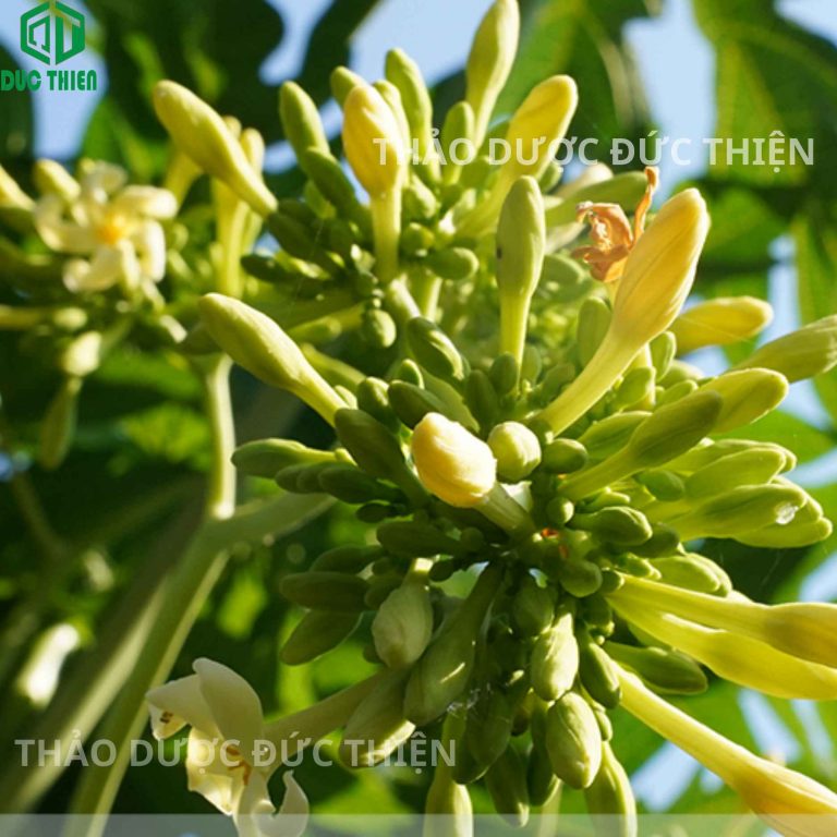 Hình ảnh cây đu đủ đực ra hoa chùm tự nhiên tại vườn dược liệu
