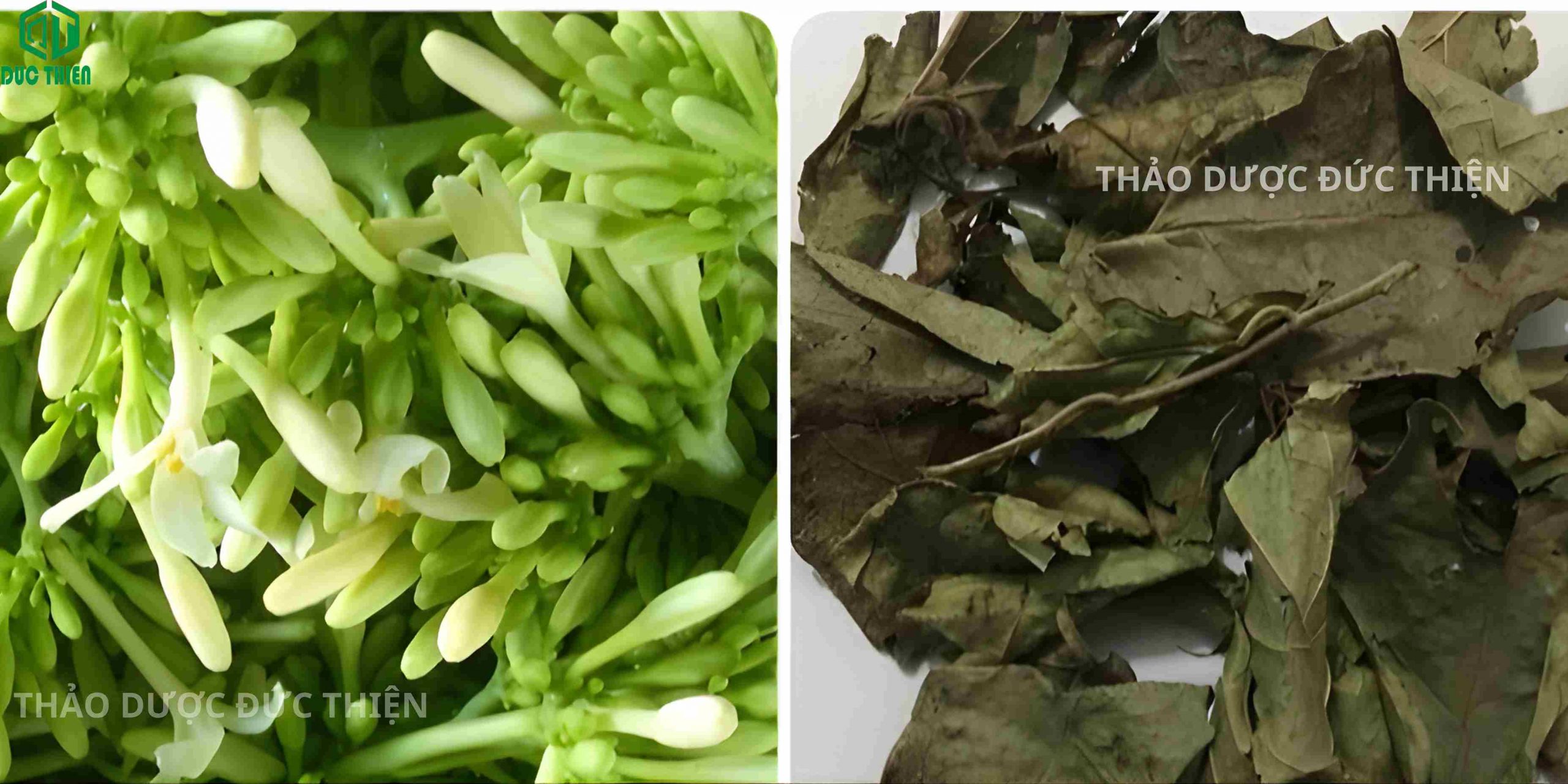 bài thuốc đu đủ đực kết hợp xạ đen trị tiêu u hỗ trợ K