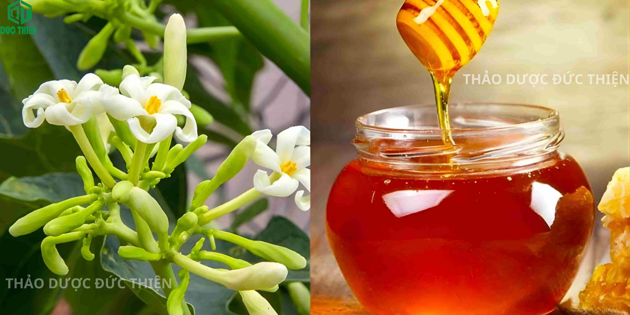 đu đủ đực kết hợp mật ong ngâm dùng giảm ho thanh họng