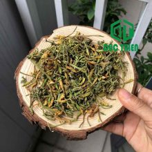 hàng đặc biệt hoa đu đủ đực chuẩn tại Thảo Dược Đức Thiện