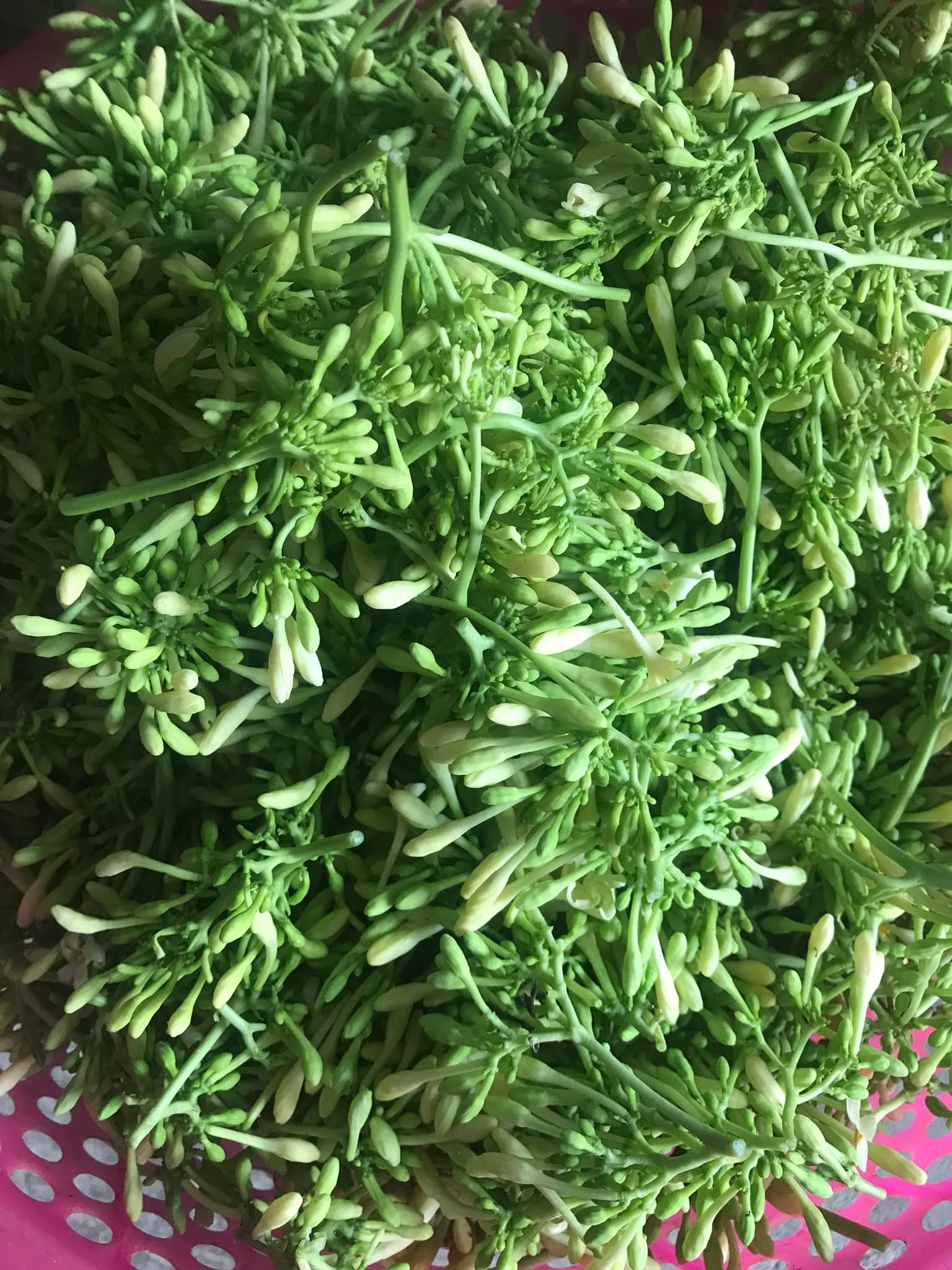 hoa đu đủ đực tươi được thu hái về chuẩn bị đem sấy