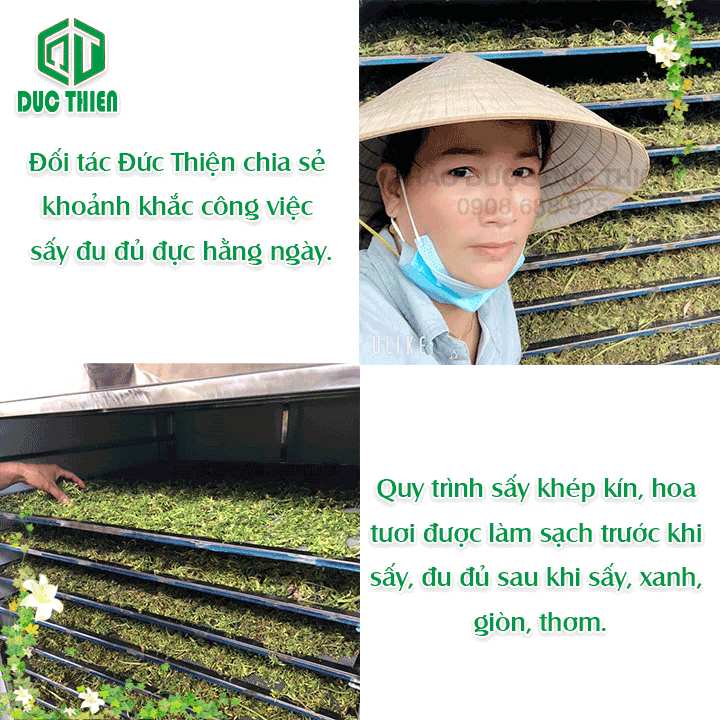 Quy trình sấy hoa đu đủ đực sạch tại đối tác Thảo Dược Đức Thiện