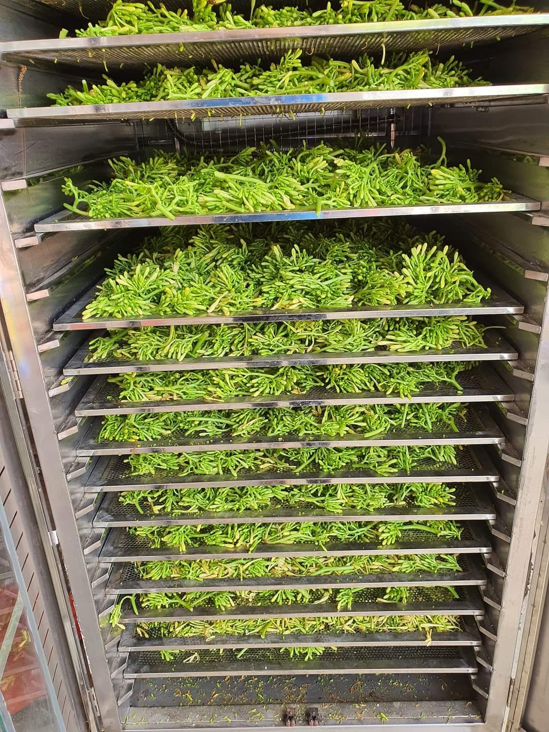 Quy trình thu hái và sấy khô hoa đu đủ đực khép kín đảm bảo vệ sinh an toàn thực phẩm