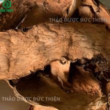 cận cảnh mướp gai Thảo Dược Đức Thiện