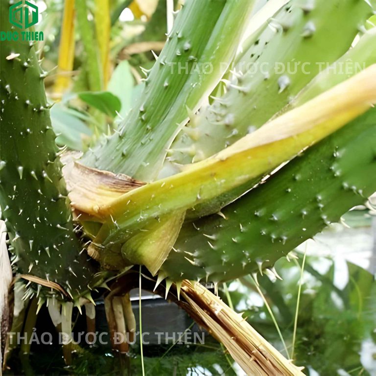 Đặc điểm nhận dạng cây mướp gai (móp gai) tươi: thân có nhiều gai sắc nhọn, mọc hoang dã.