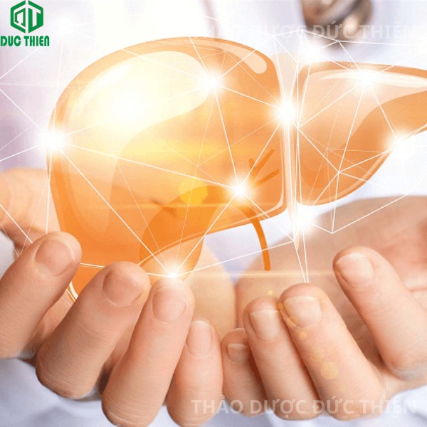 Cây mướp gai hỗ trợ giải độc gan, bảo vệ tế bào gan và điều trị viêm gan hiệu quả.