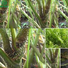 Đặc điểm nhận dạng cây mướp gai (móp gai) tươi: thân có nhiều gai sắc nhọn, mọc hoang dã.