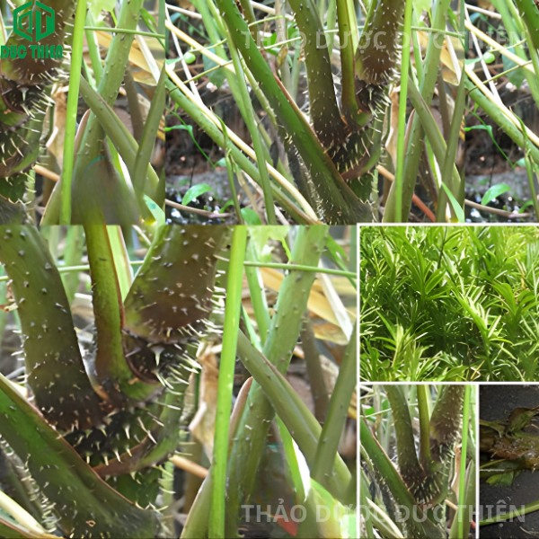 Đặc điểm nhận dạng cây mướp gai (móp gai) tươi: thân có nhiều gai sắc nhọn, mọc hoang dã.