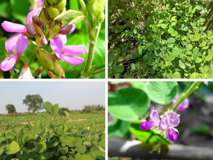 Kim tiền thảo: thân bò, lá tròn như đồng tiền, mặt dưới lông xám bạc