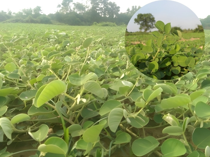 Vùng trồng dược liệu kim tiền thảo sạch đạt chuẩn VietGAP của Thảo Dược Đức Thiện