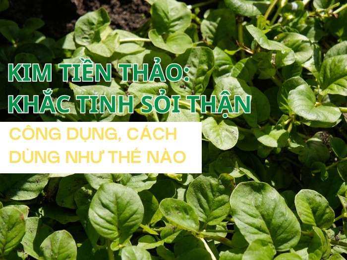 Hình ảnh cây kim tiền thảo tươi mọc tự nhiên với lá hình tròn giống đồng tiền xu