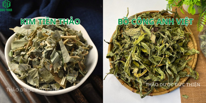 Bài thuốc nam trị sỏi mật kết hợp Kim tiền thảo và bồ công anh