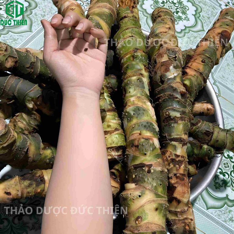 cây mướp gai vừa thu hoạch về