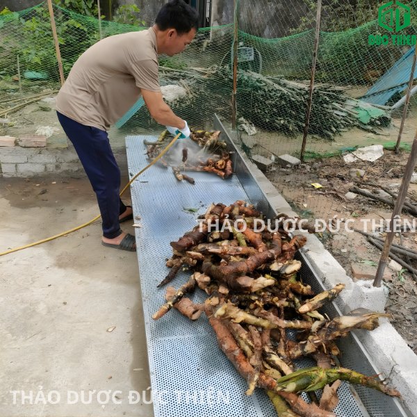 cây mướp gai (móp gai) vừa thu hoạch về được rửa sạch bùn đất