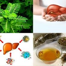 Tổng hợp tác dụng của cây chó đẻ đối với gan mật và ức chế virus viêm gan B
