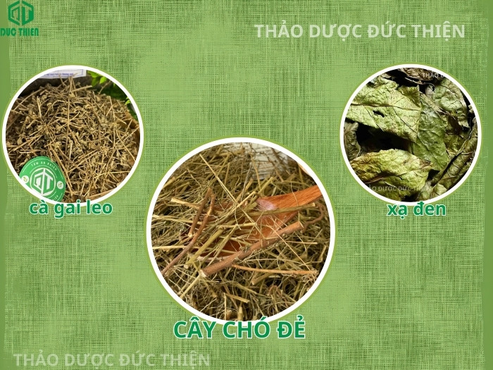 Bài thuốc kết hợp cây chó đẻ, cà gai leo và xạ đen giúp giải độc gan và tiêu u hiệu quả