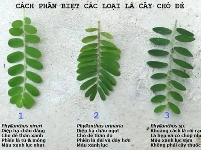 Cách phân biệt lá cây chó đẻ thân xanh (đắng) và thân đỏ (ngọt) để chọn đúng dược liệu