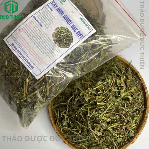 mua-cay-duoi-chuot-dac-biet-o-dau-uy-tin-gia-tot